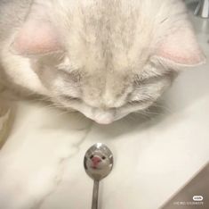 a gray and white cat drinking water from a faucet