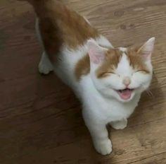 an orange and white cat yawning on the floor