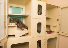 a cat sitting on top of a shelf in a room with lots of cupboards