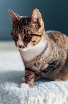 a cat sitting on top of a bed next to a white blanket and blue wall