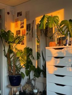 a room filled with lots of plants next to a white dresser and wall mounted mirror