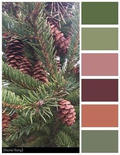 a pine tree with lots of cones on it's branches and color swatches