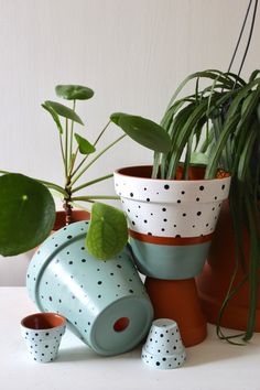 several potted plants with polka dots on them and one plant in the foreground