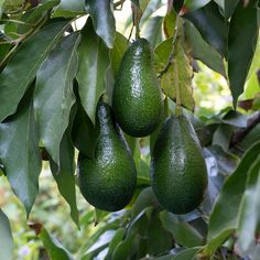 three avocados hanging from a tree with leaves