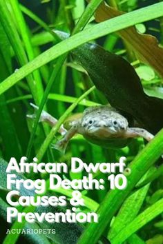 Pet Frog And Toad Care | African Dwarf Frog Death: 10 Causes & Prevention | Are African Dwarf Frogs Hard To Keep-Alive? | Why Did My African Dwarf Frog Die? | How Do I Know If My African Dwarf Frog Is Dying? | Do African Dwarf Frogs Play Dead? | African Dwarf Frog Died Suddenly | Why Do My African Dwarf Frogs Keep Dying? | African Dwarf Frog Dead At Bottom Of The Tank | How Do You Prevent Early Death Of Your African Dwarf Frog? Pet Frog, Aquarium Set, Tortoise Care, Fish Garden