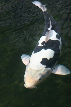 a black and white fish swimming in the water