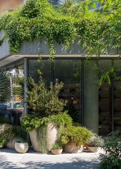 large planters are lined up in front of a building with glass doors and windows