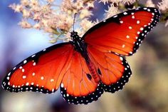 a large orange butterfly sitting on top of a flower