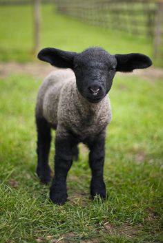 a baby lamb standing in the grass looking at the camera