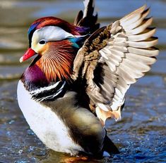 a colorful bird with its wings spread out in the water, resting on it's back