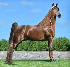 a large brown horse standing on top of a lush green grass covered field next to a stone wall