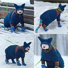 three pictures of a dog dressed up in winter clothes and boots, standing on snow covered ground