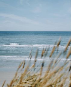 a person riding a surfboard on top of a wave in the ocean next to tall grass