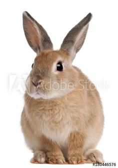 a brown rabbit sitting in front of a white background with its ears up and eyes wide open