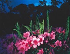 some pink flowers and green plants in the dark