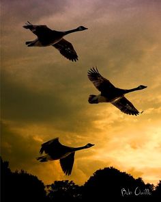 three birds flying in the sky at sunset