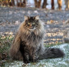 a fluffy cat sitting in the grass next to some branches and snow on the ground