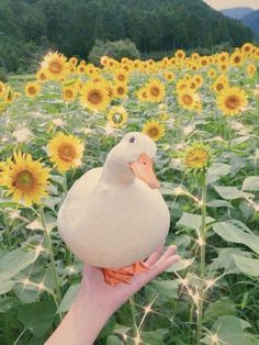 a white duck sitting on top of a person's hand in a field of sunflowers