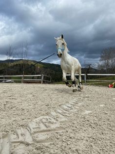 a white horse is galloping in an enclosed area