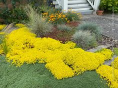 yellow flowers and grasses in front of a house