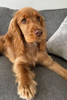 a brown dog laying on top of a gray couch