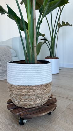 a large potted plant sitting on top of a wooden stand