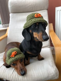 a dachshund dog wearing a crocheted hat and sitting on a chair