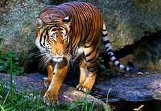 a large tiger walking across a lush green field next to a stone wall and water