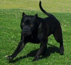 a black dog running in the grass with it's front paws on its hind legs