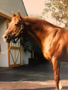 a large brown horse standing in front of a white building with a yellow leash on it's neck