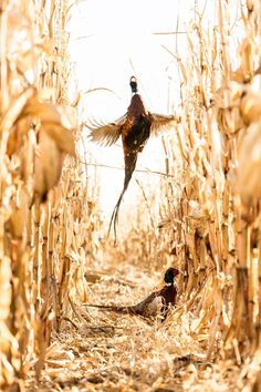 two pheasants are standing in the middle of a corn field, one is flying