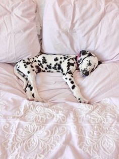 a dalmatian dog laying on top of a bed