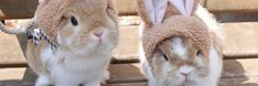 two brown and white rabbits wearing bunny ears