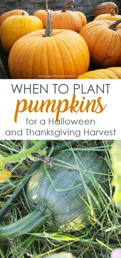 pumpkins and squash growing in the garden with text overlay that reads when to plant pumpkins for a halloween and thanksgiving harvest