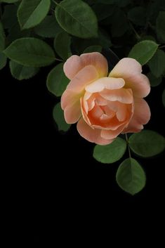 a pink rose with green leaves on a black background