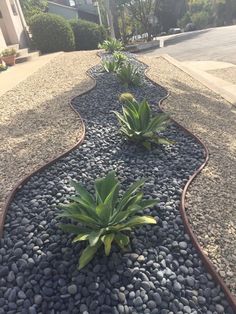 some plants are growing in the middle of a graveled garden path that is lined with rocks