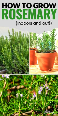 how to grow rosemary indoors and out