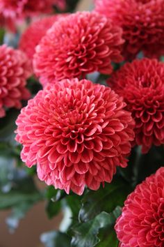 a bunch of pink flowers are in a vase