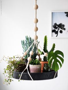 a potted plant is hanging from a rope