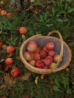 a basket full of apples sitting in the grass