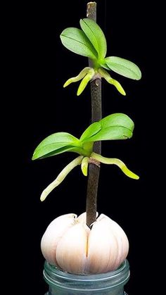 a plant with green leaves is growing out of a jar