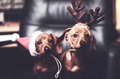 two brown dogs wearing christmas hats and reindeer antlers