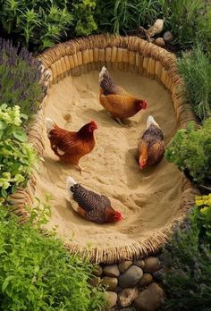 four chickens in a sand pit surrounded by plants