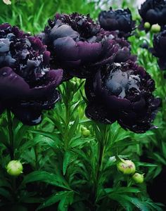 black flowers with water droplets on them in the grass and green plants behind them are wet