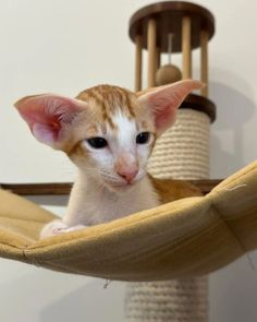 a cat sitting in a hammock looking at the camera