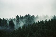 the trees are covered in mist and fog