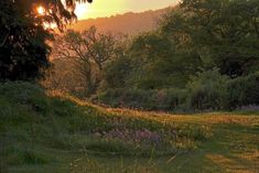 the sun is setting over some trees and flowers in a field with wildflowers