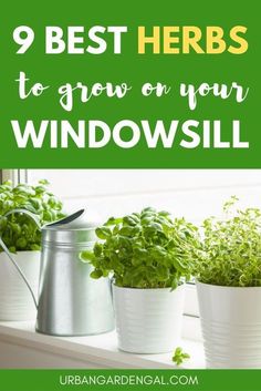 herbs are growing in pots on the window sill with text overlay that reads 9 best herbs to grow on your windowsill