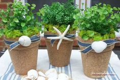 three potted plants with seashells and starfish decorations on a table outside