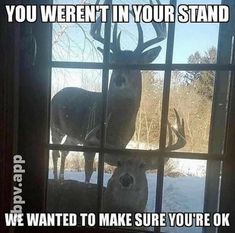 two deer looking through a window with the caption you weren't in your stand we wanted to make sure you're ok